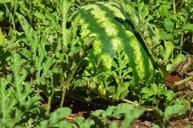 watermelon-fruit-horta-greens-351388.jpg