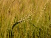 barley-field-barley-cereals-grain-8227.jpg