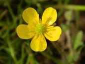 buttercup-sharp-buttercup-350403.jpg