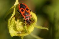 beetle-bug-fire-bug-insect-460157.jpg