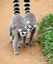 lemur-pair-of-ring-tails-africa-1591513.jpg