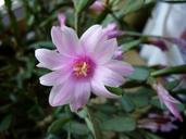 easter-cactus-cactaceae-blossom-326914.jpg