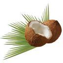 coconut-leaf-green-tropical-palm-979858.jpg