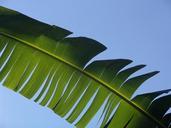 palm-frond-leaf-exotic-palm-tree-1029024.jpg