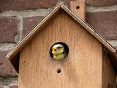 bird-pimpelmeesje-birdhouse-953719.jpg