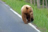 Black_bear_crossing_road.jpg