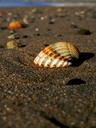 shell-sea-sasa-shells-beach-sand-1243867.jpg