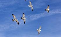 flock-sea-gulls-wildlife-sky-1183940.jpg