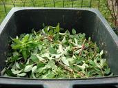 green-waste-composting-recycling-486011.jpg