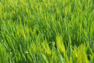 grass-green-wheat-in-wheat-field-657264.jpg