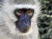 vervet-monkey-monkey-female-fractal-275013.jpg