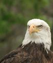 adler-raptor-animal-close-bird-117264.jpg