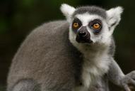 lemur-ring-tailed-lemur-primate-543442.jpg