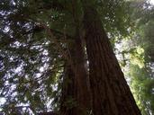 Perspective of the redwoods.jpg