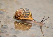 snail-insect-nature-rain-burgundy-1308516.jpg