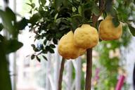 lemon-tree-lemon-citrus-fruits-1405461.jpg