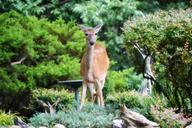 deer-garden-beauty-animal-wildlife-427543.jpg