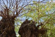 willow-branches-tree-trunk-life-103544.jpg