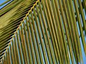 coconut-tree-leaves-leafy-abstracts-262846.jpg