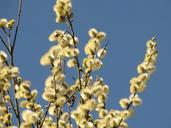 willow-the-basis-of-spring-nature-1215537.jpg