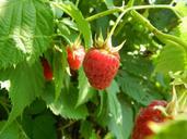 raspberries-fruit-red-ripe-leaves-163840.jpg