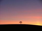 tree-sunset-alone-lonely-648788.jpg