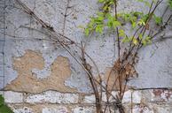 wall-plaster-ranke-leaves-green-459457.jpg