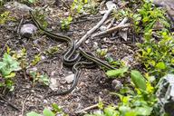 Common_Garter_Snakes_-_Thamnophis_sirtalis.jpg