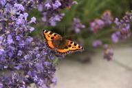 butterfly-lavender-flowers-nature-1037638.jpg