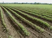 fields-carrot-food-vegetable-837681.jpg