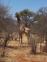 giraffe-wildlife-bush-africa-577760.jpg