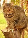 cat-tabby-cats-summer-spring-1128011.jpg