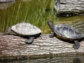 animal-animals-turtles-couple-zoo-1256257.jpg