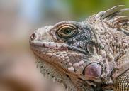 iguana-reptile-wildlife-532621.jpg