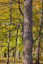 autumn-park-tree-birdhouse-colors-218758.jpg