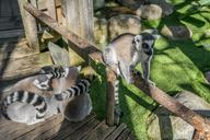 lemur-ring-tailed-cute-nature-fur-459619.jpg