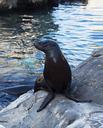 sea-lion-sea-park-fauna-mamals-1521993.jpg