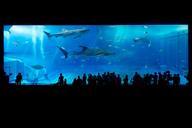 aquarium-shark-okinawa-japan-fish-725798.jpg