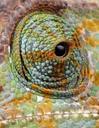 chameleon-eye-details-close-up-164381.jpg