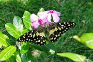 lime-butterfly-papilio-demoleus-327866.jpg