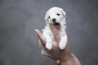 puppy-dogs-animals-pet-1040951.jpg