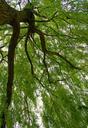 willow-tree-branch-branches-70895.jpg