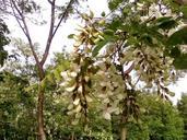 White acacia flowers on tree.jpg