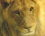 lion-animal-portrait-wild-animal-601944.jpg