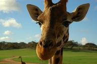 giraffe-animal-head-zoo-479656.jpg