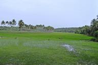 pasture-low-land-buffaloes-382239.jpg