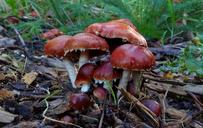 Redlead_Roundheads_(Stropharia_aurantiaca).jpg