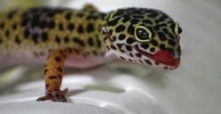 gecko-lizard-leoperdgecko-nature-515507.jpg