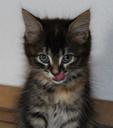 sweet-young-kittens-cat-face-664487.jpg