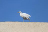 egret-cattle-egret-roof-top-bird-166769.jpg